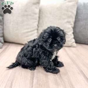 Alfie, Shih-Poo Puppy