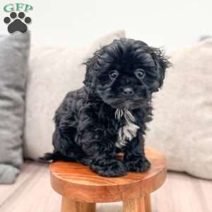 Alfie, Shih-Poo Puppy