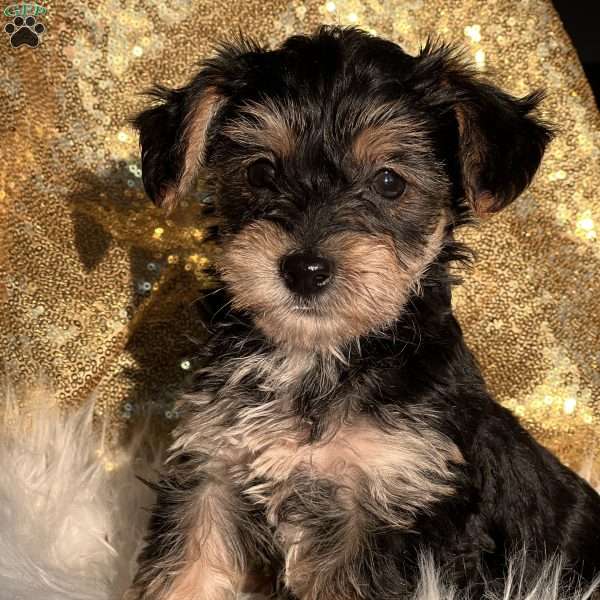 Tina, Yorkie Poo Puppy