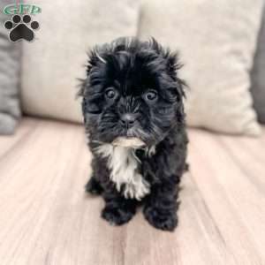 Remi, Shih-Poo Puppy