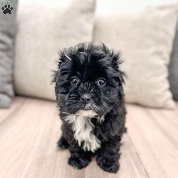 Remi, Shih-Poo Puppy