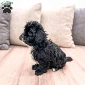 Remi, Shih-Poo Puppy