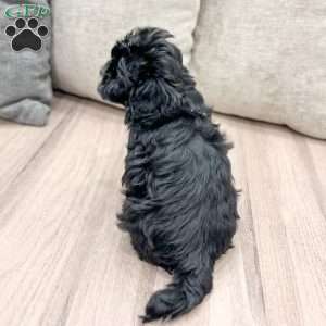 Remi, Shih-Poo Puppy