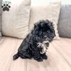 Remi, Shih-Poo Puppy