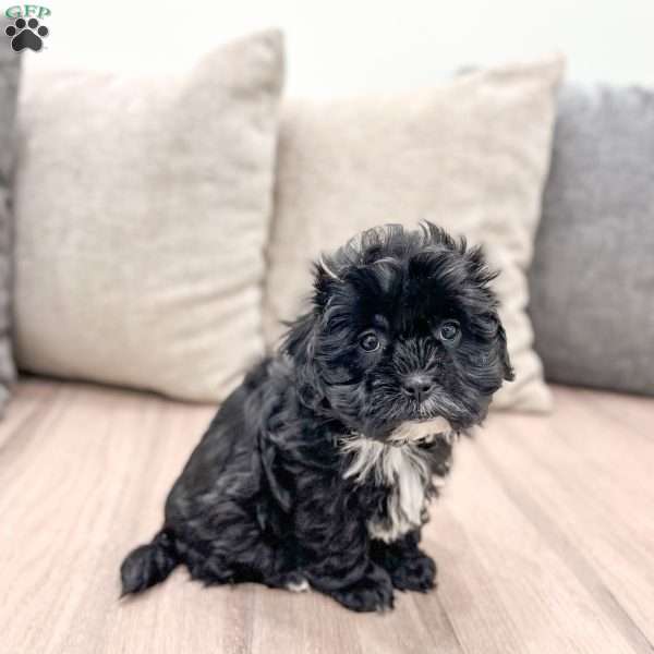 Remi, Shih-Poo Puppy