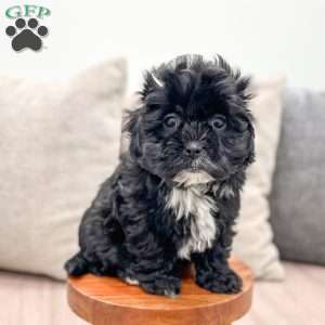 Remi, Shih-Poo Puppy