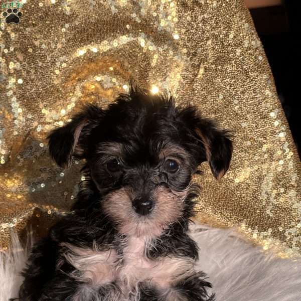 Tiffany, Yorkie Poo Puppy