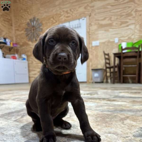 Solomon, Chocolate Labrador Retriever Puppy