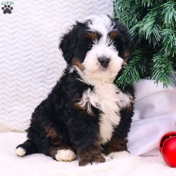 Max, Mini Bernedoodle Puppy