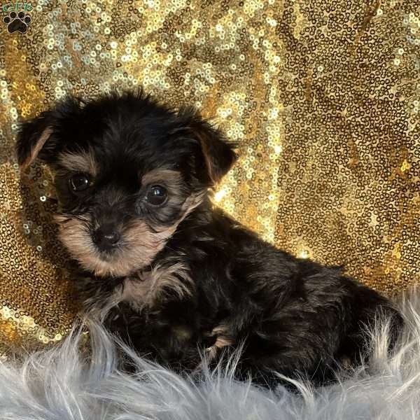 Truffle, Yorkie Poo Puppy