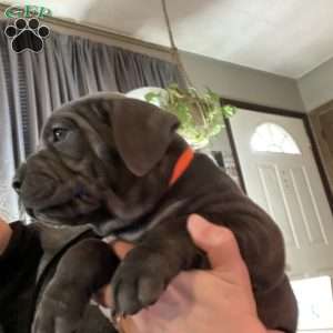 Orange, Cane Corso Puppy