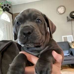 Orange, Cane Corso Puppy