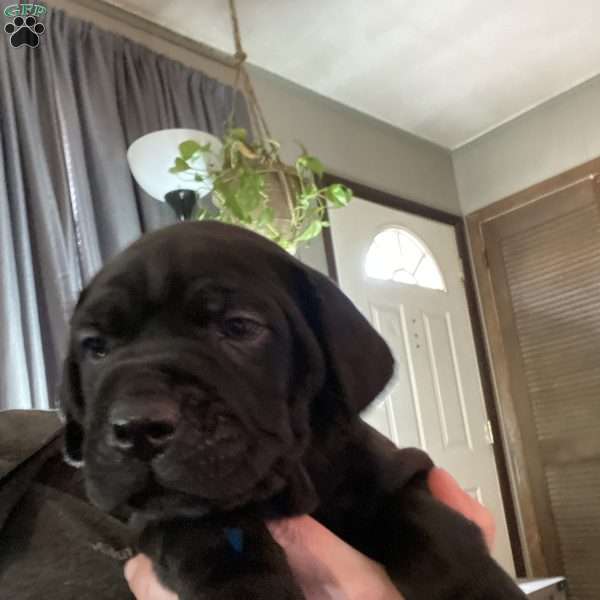 Red, Cane Corso Puppy