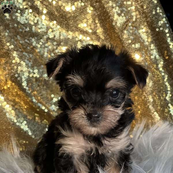 Tart, Yorkie Poo Puppy