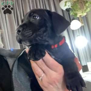 Red, Cane Corso Puppy