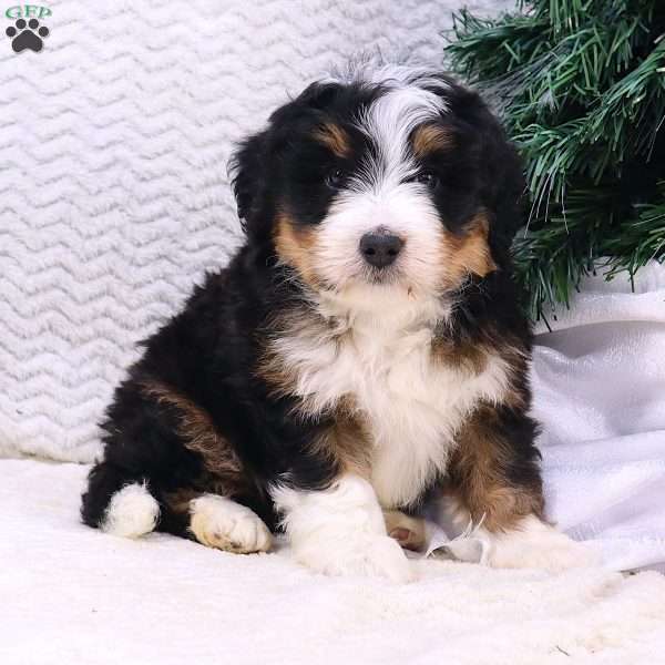 Ace, Mini Bernedoodle Puppy