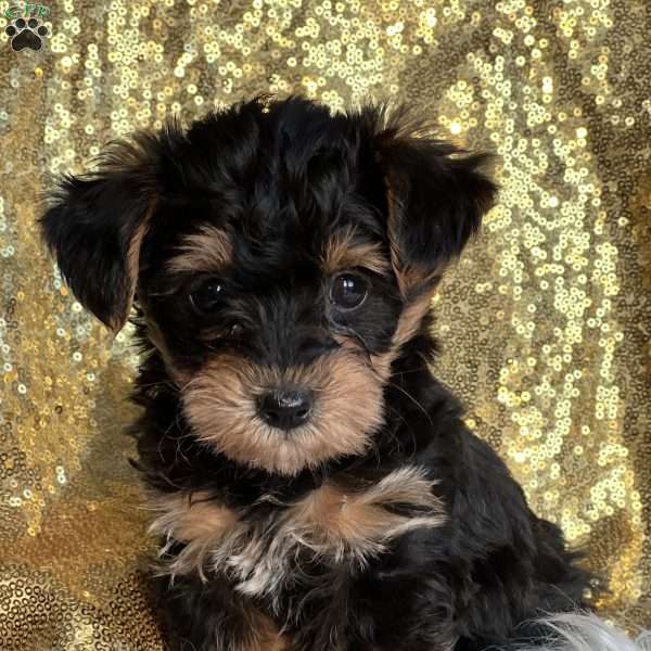 Tidbit, Yorkie Poo Puppy