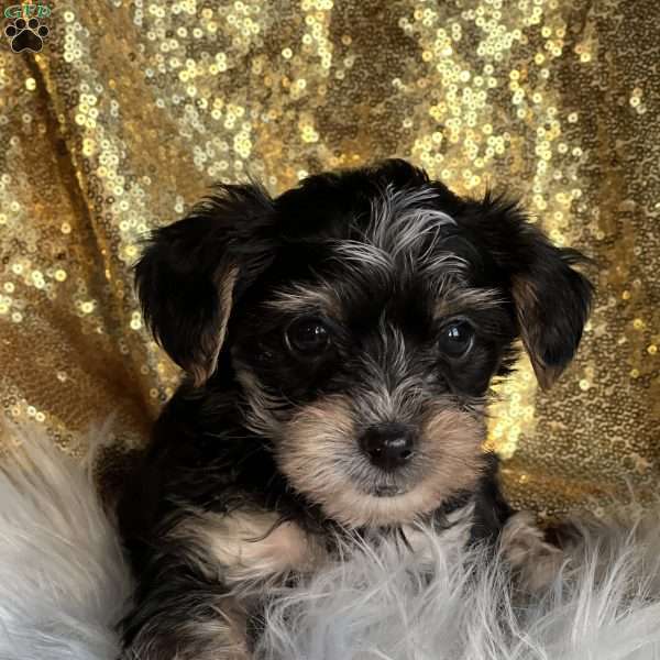 Tanner, Yorkie Poo Puppy