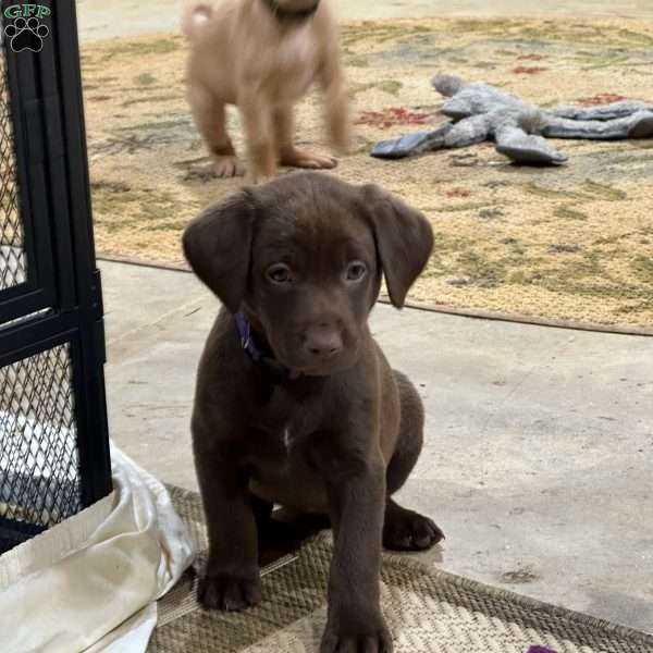 Jill, Chocolate Labrador Retriever Puppy