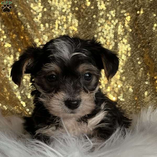 Twilight, Yorkie Poo Puppy