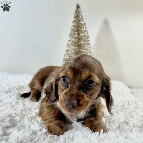 Holly, Dachshund Puppy