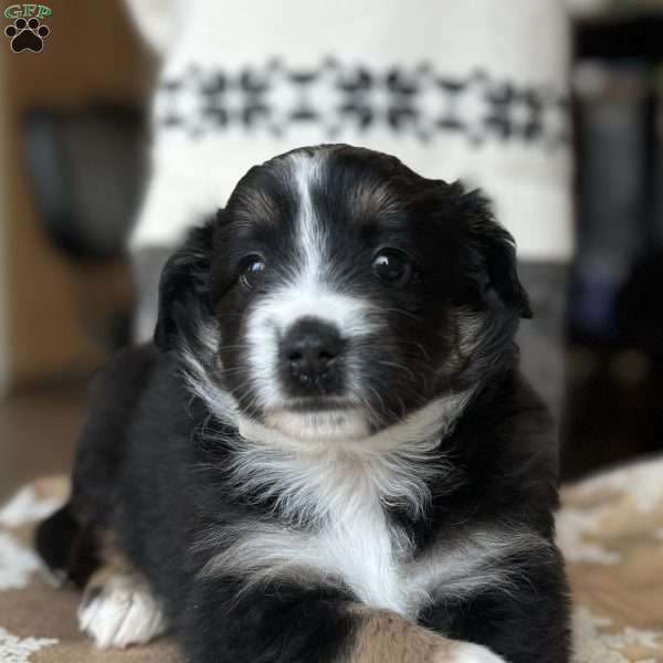 Queen Belle, Miniature Australian Shepherd Puppy