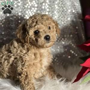 Candy, Miniature Poodle Mix Puppy