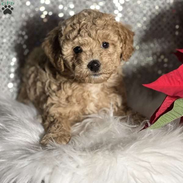 Candy, Miniature Poodle Mix Puppy