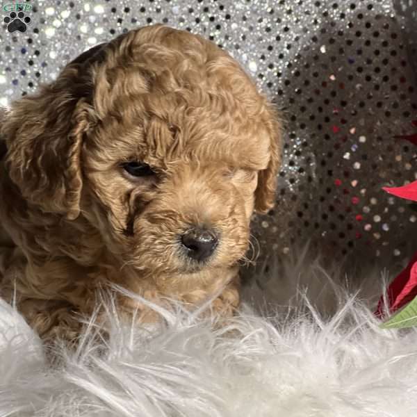 Casper, Miniature Poodle Mix Puppy