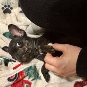 Peanut, French Bulldog Puppy