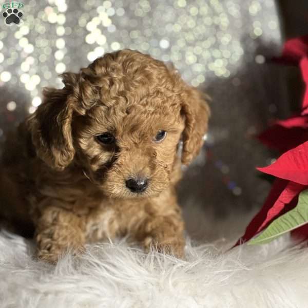 Chino, Miniature Poodle Mix Puppy