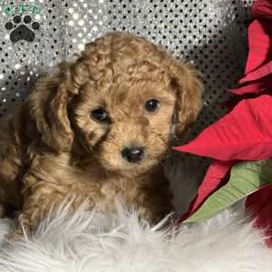 Chino, Miniature Poodle Mix Puppy