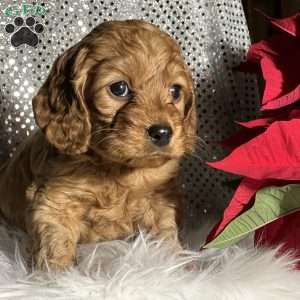 Toast, Cockapoo Puppy