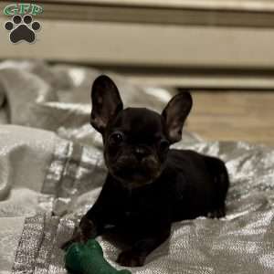 Peanut, French Bulldog Puppy