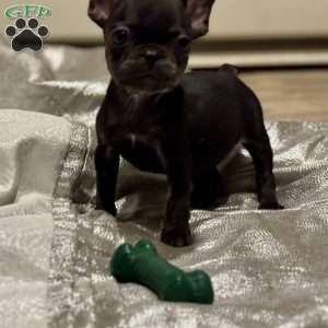 Peanut, French Bulldog Puppy