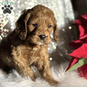 Tucker, Cockapoo Puppy