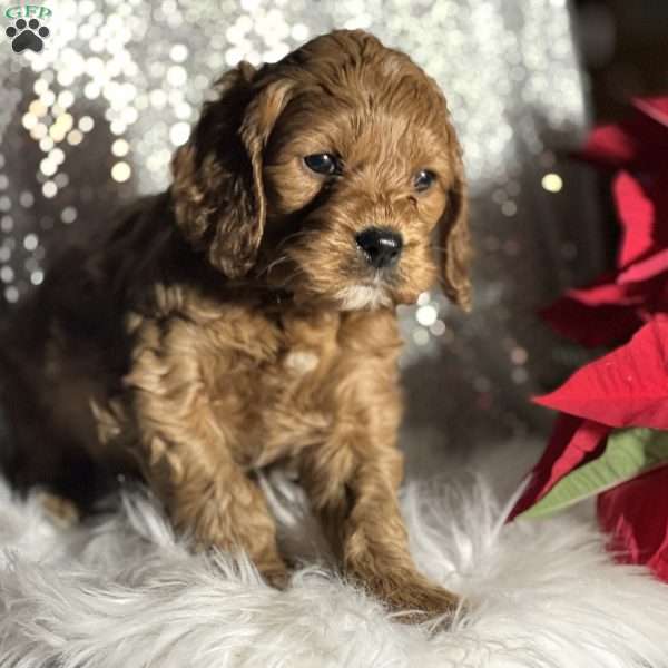 Tucker, Cockapoo Puppy