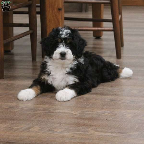 Estee, Mini Bernedoodle Puppy