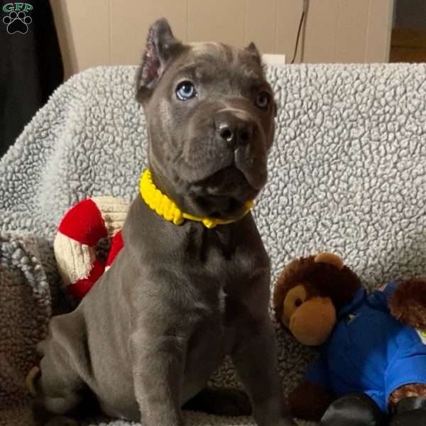 Orange, Cane Corso Puppy