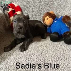 Blue, Cane Corso Puppy