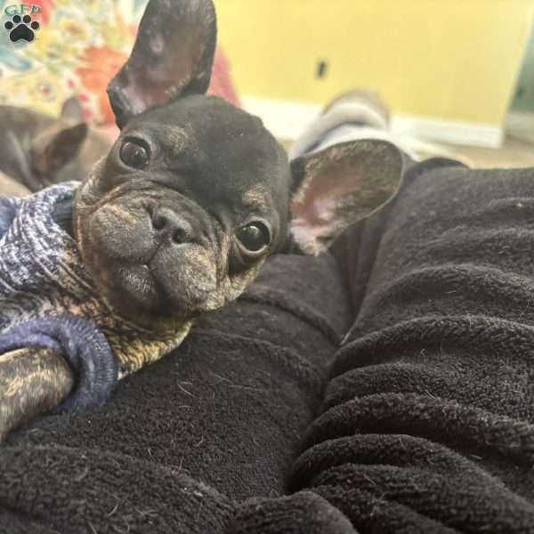 Peanut, French Bulldog Puppy