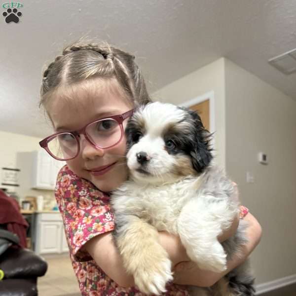 King Blue, Miniature Australian Shepherd Puppy