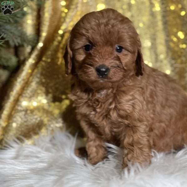 Celine, Cavapoo Puppy