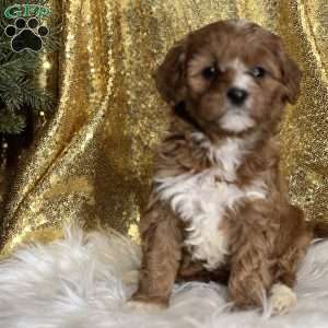 Chantal, Cavapoo Puppy