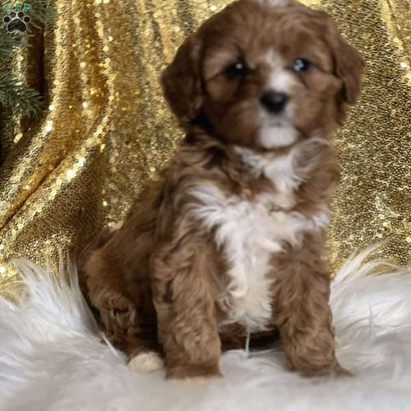 Chantal, Cavapoo Puppy