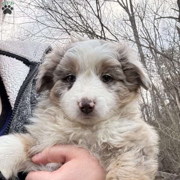 Duchess, Miniature Australian Shepherd Puppy