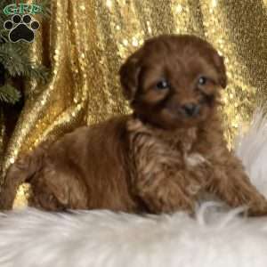 Ciara, Cavapoo Puppy