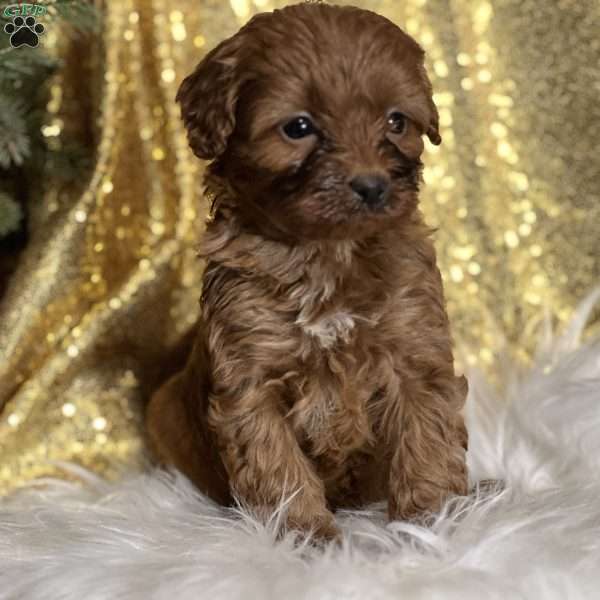 Ciara, Cavapoo Puppy