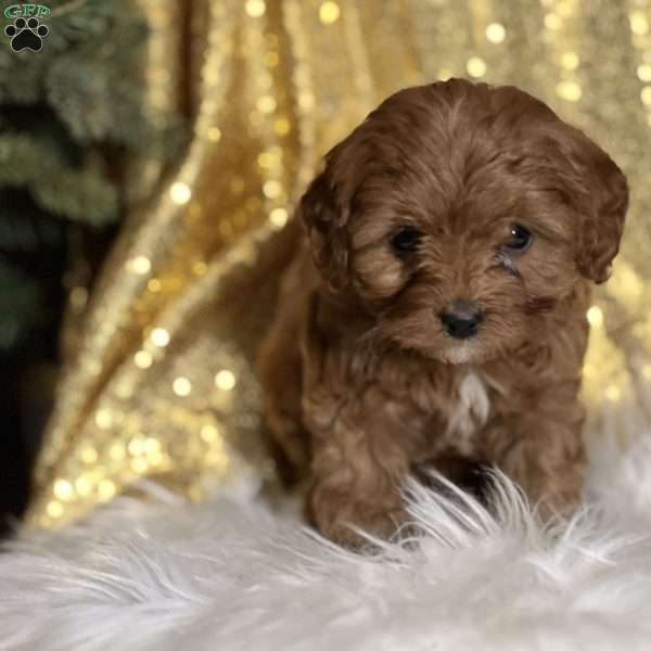 Chelsea, Cavapoo Puppy