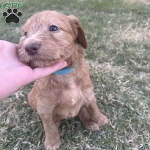 Frosty, Goldendoodle Puppy